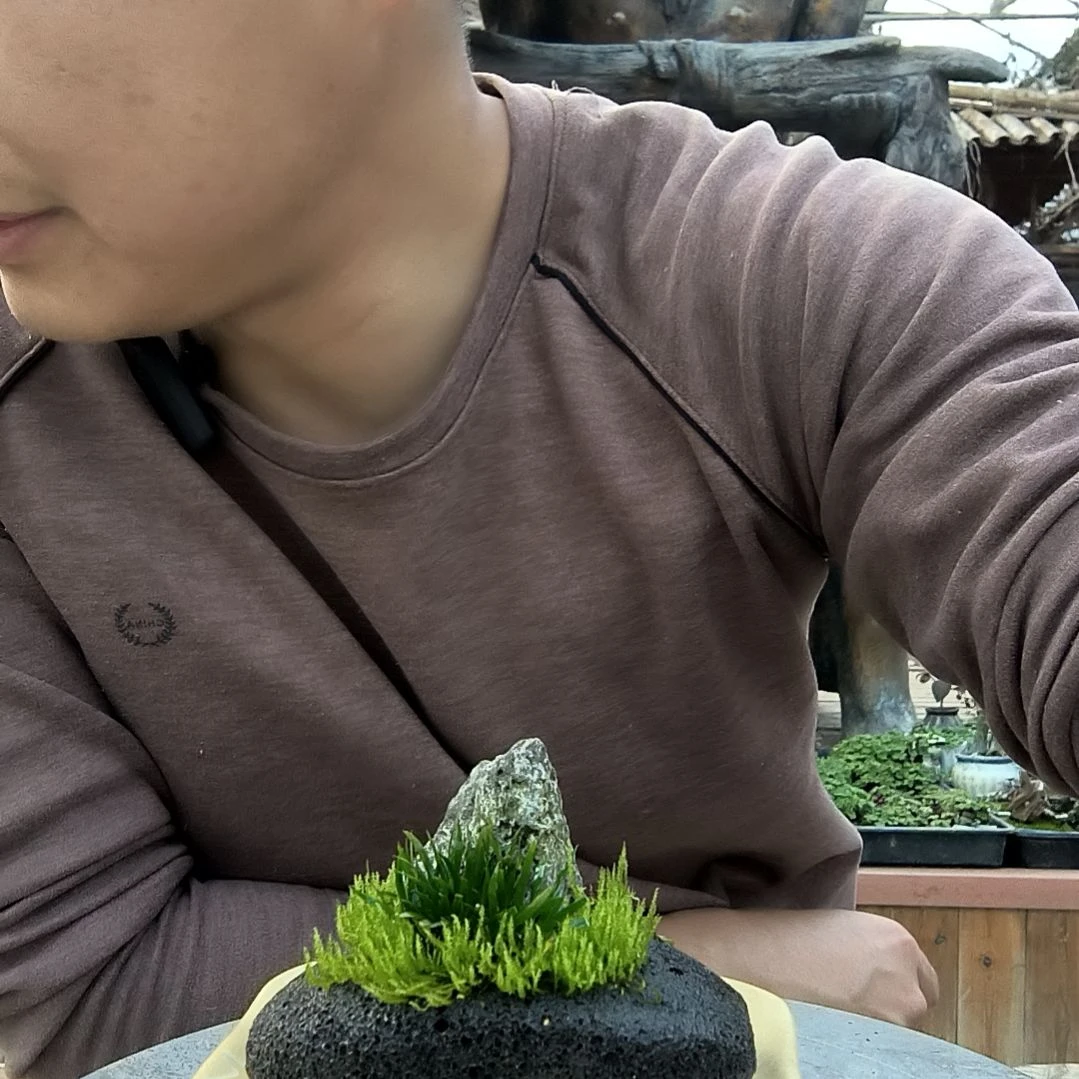 北**辰小盆景小植物一物一拍251