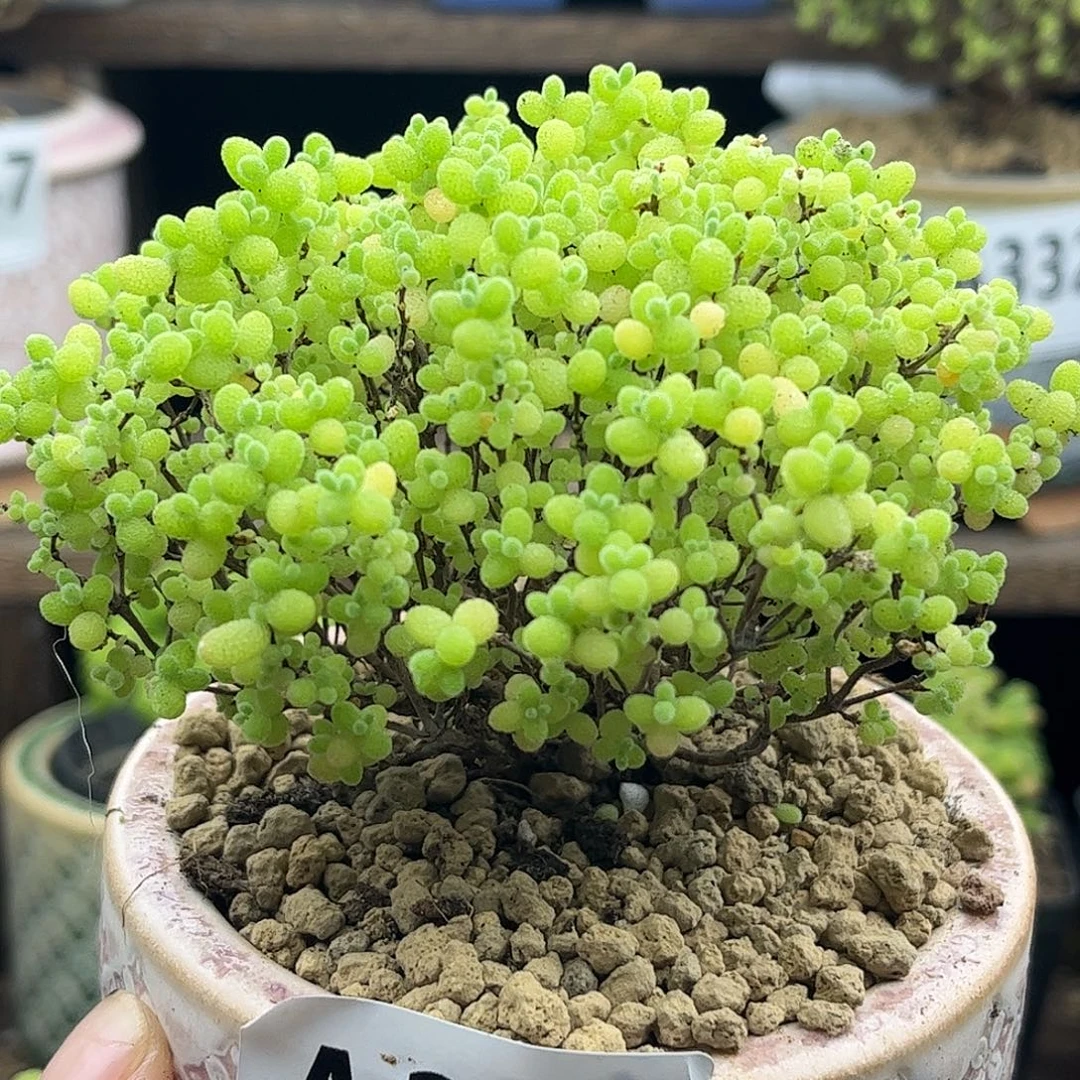 28蜜桔糖球优选枝干番杏