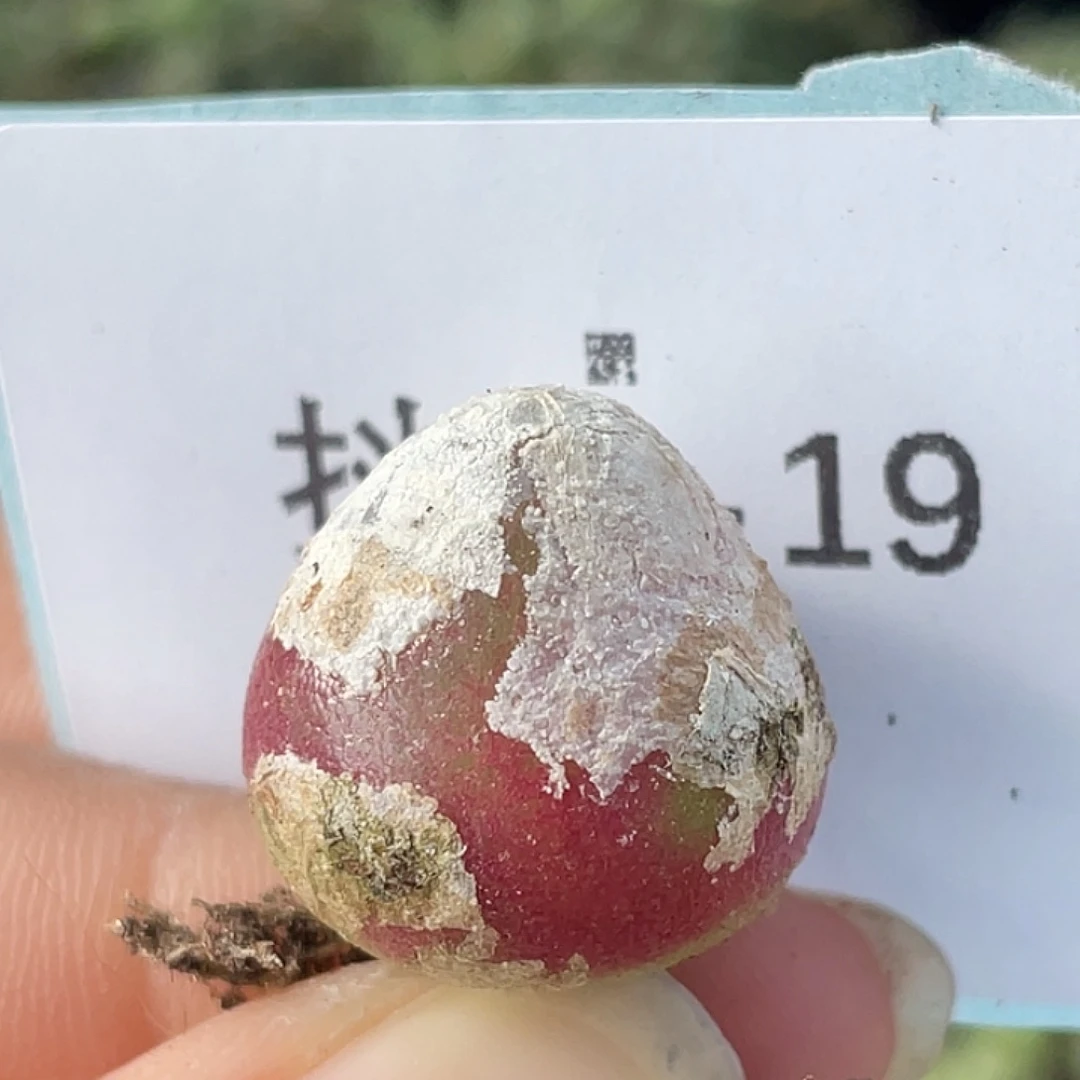 30-19灯泡多肉植物