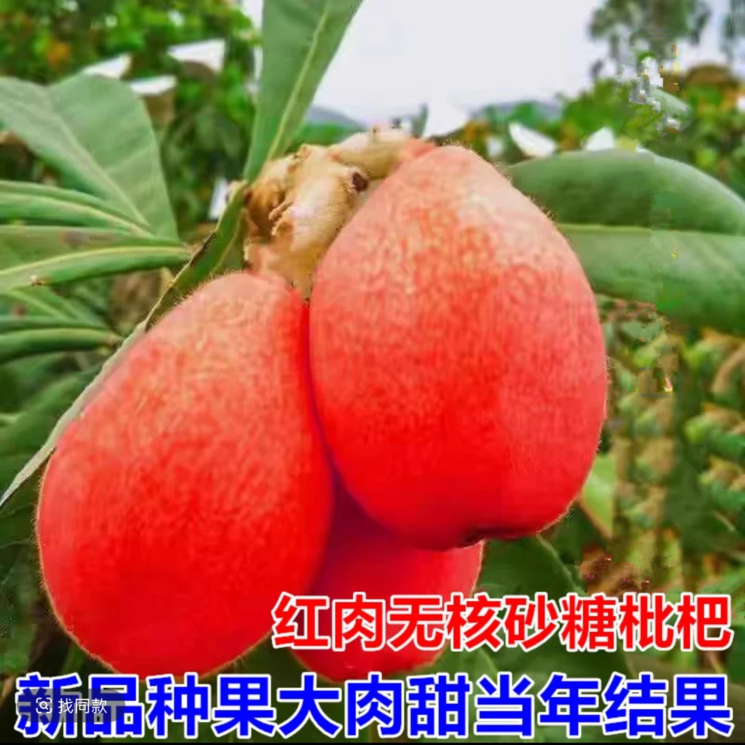 h红枇杷果苗无核砂糖枇杷苗无核枇苗嫁接盆栽种植当年结果3A