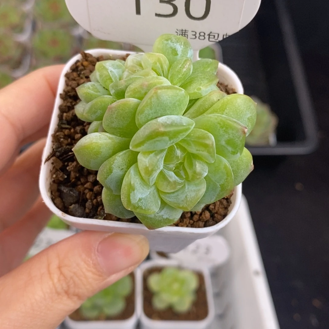 三头绿透糖心一颗130号