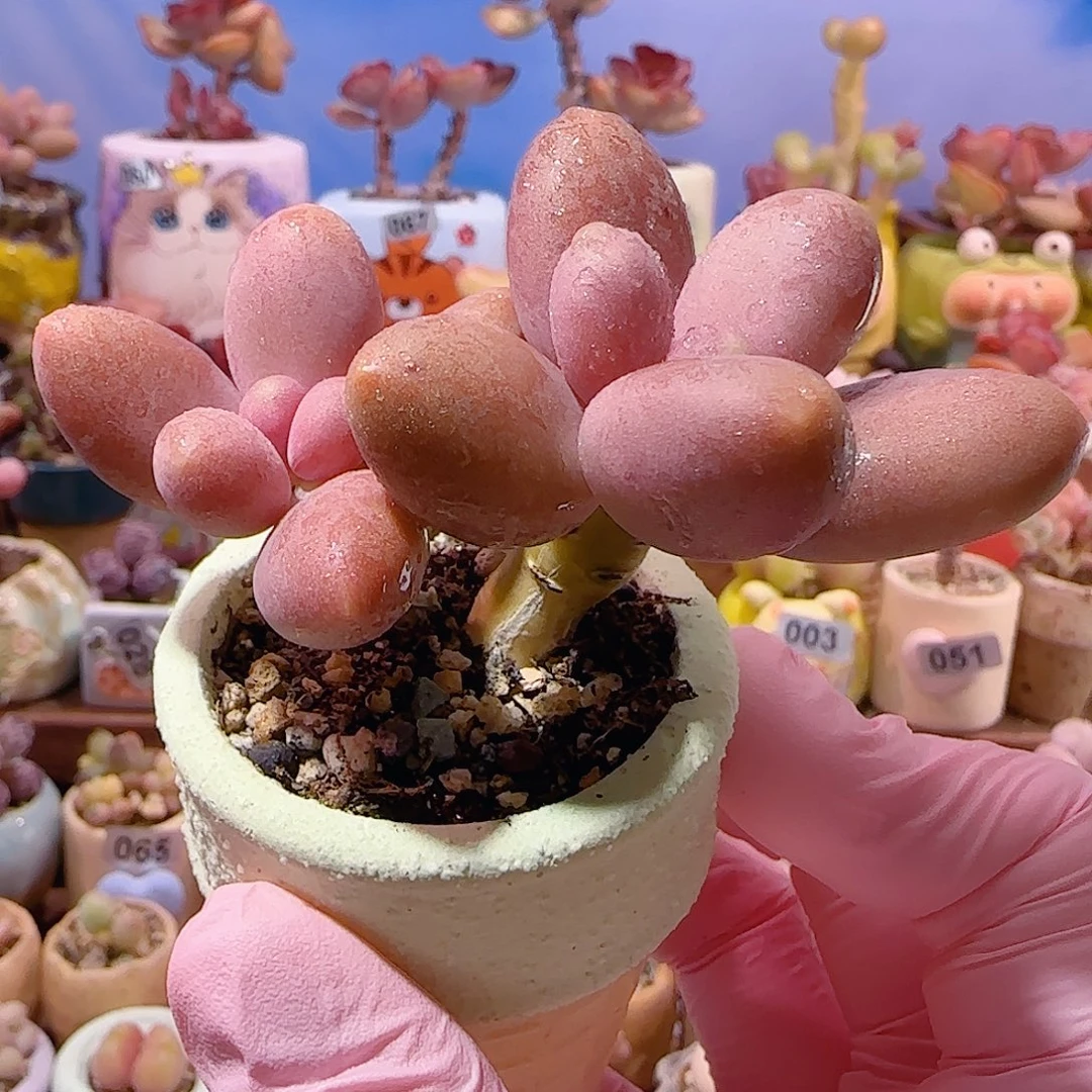 双头芒果奶 盆口4cm