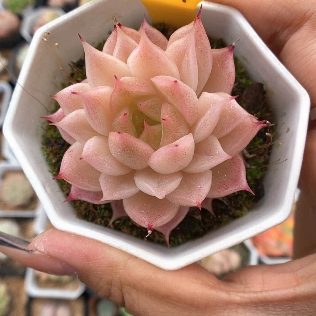 沐***晴粉透麦秆861号。