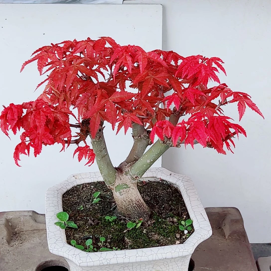 星***A无花朵枫树……枫树