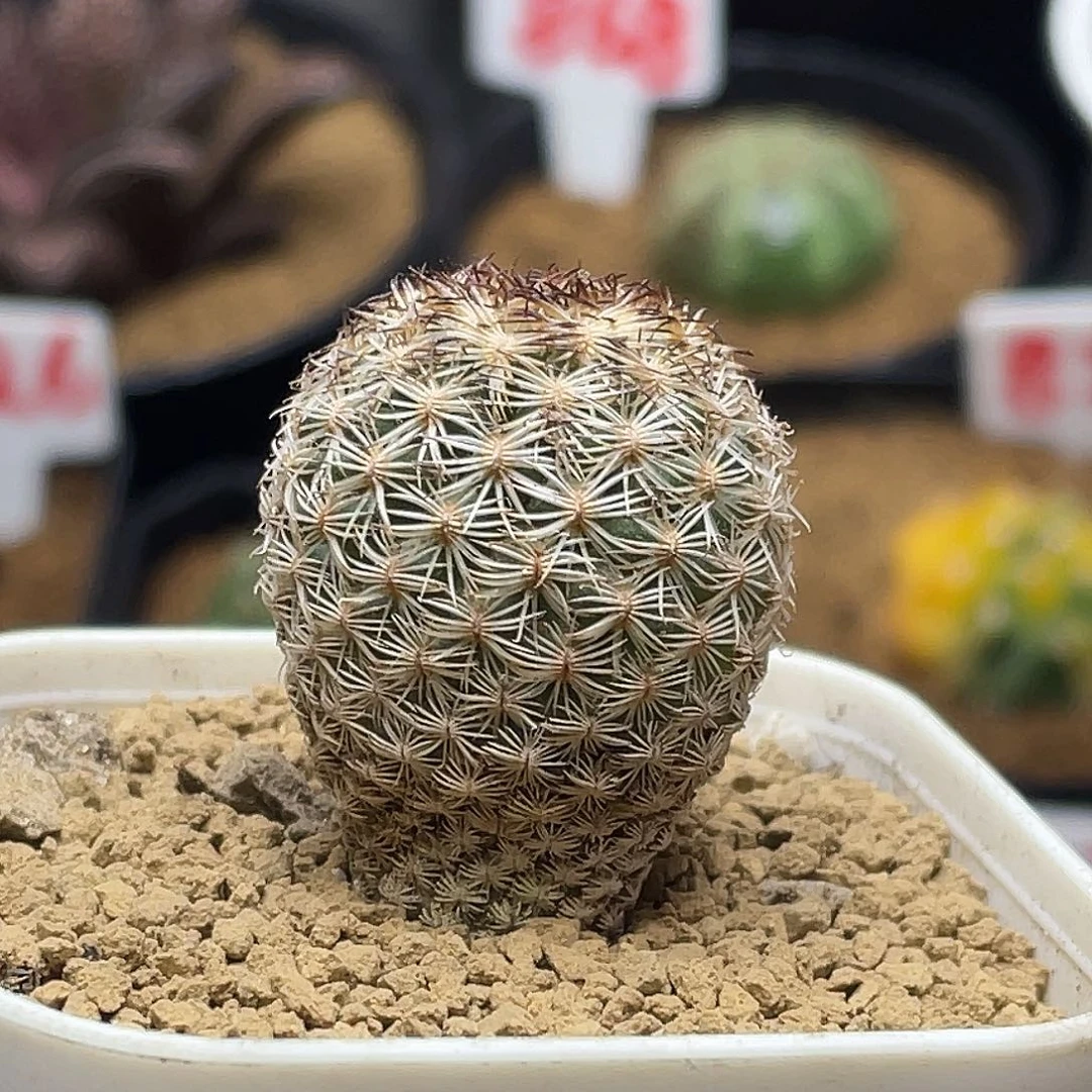 实生白子法师仙人球