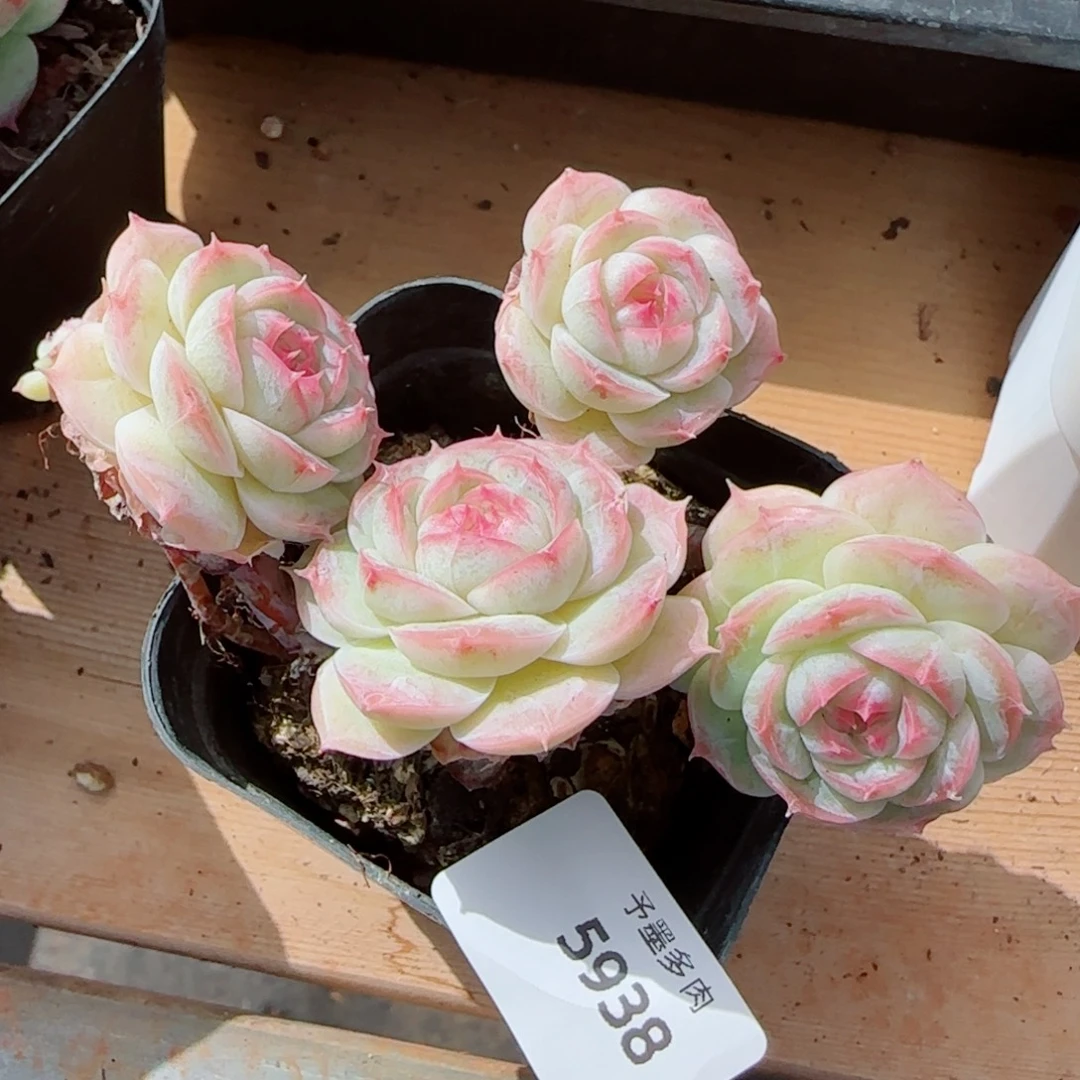长杆白芷珍妮，5938多肉植物
