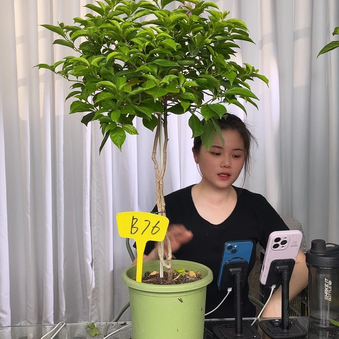 当前无花栽培后可以开花电*佬B76粉天使