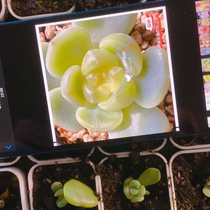 甜梦中盆一个满25包邮