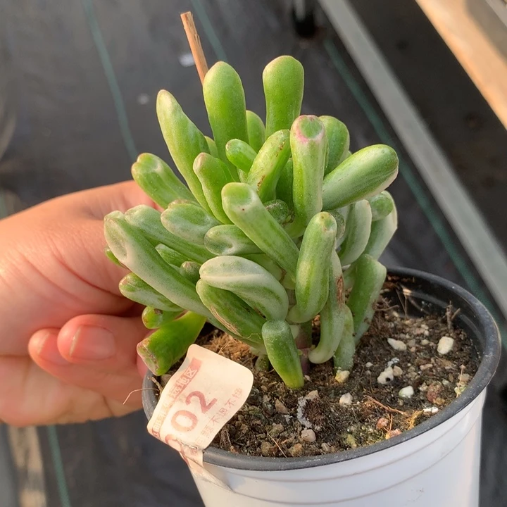 吸财树锦多肉植物