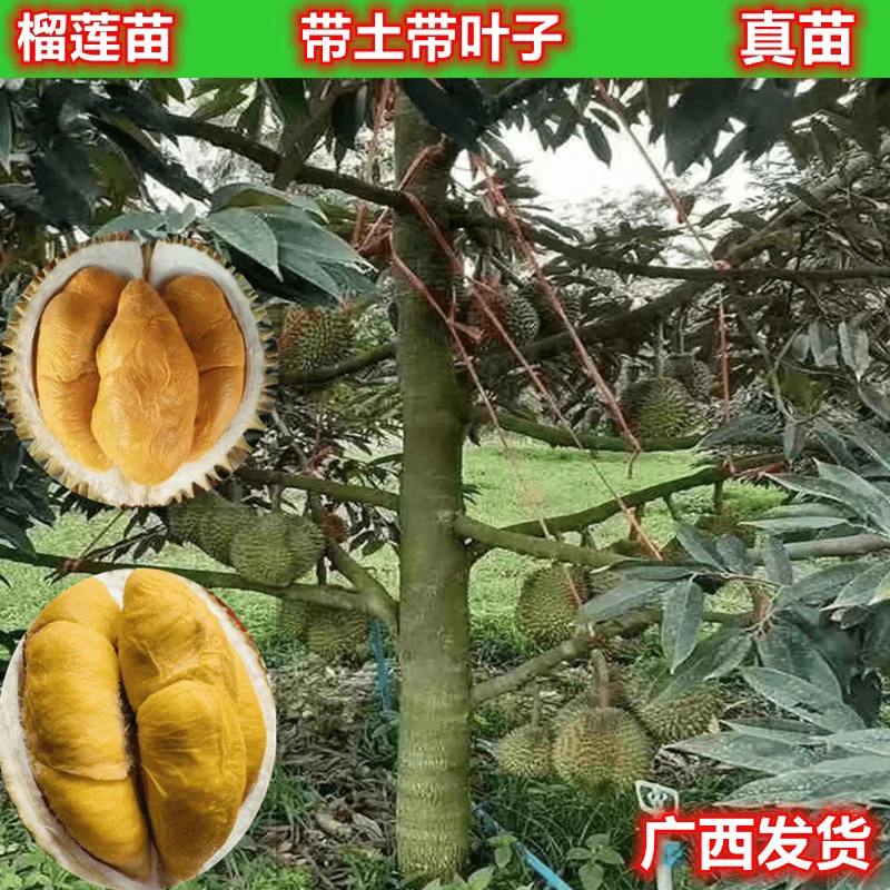 广西果树苗嫁接苗金枕猫山王黑刺榴莲带土杯带叶子广西直销
