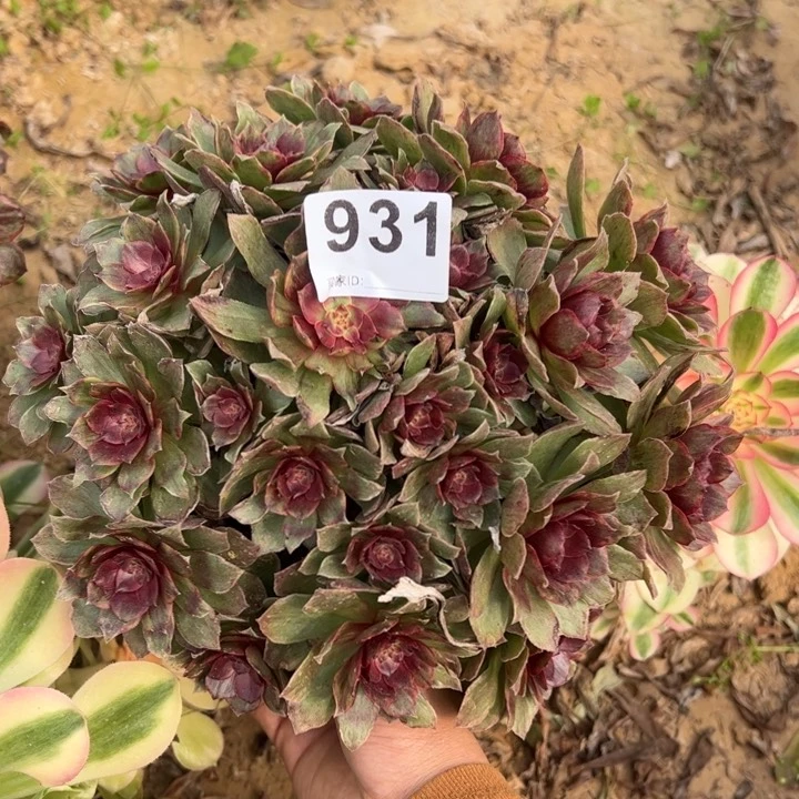 红霞多肉植物931