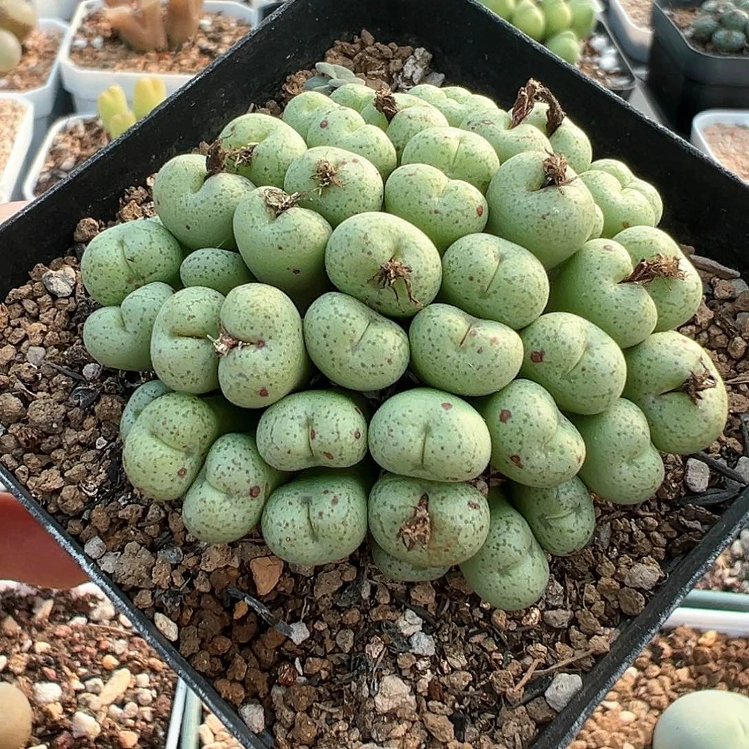 群生带盆 多肉肉锥 麻脸红嘴