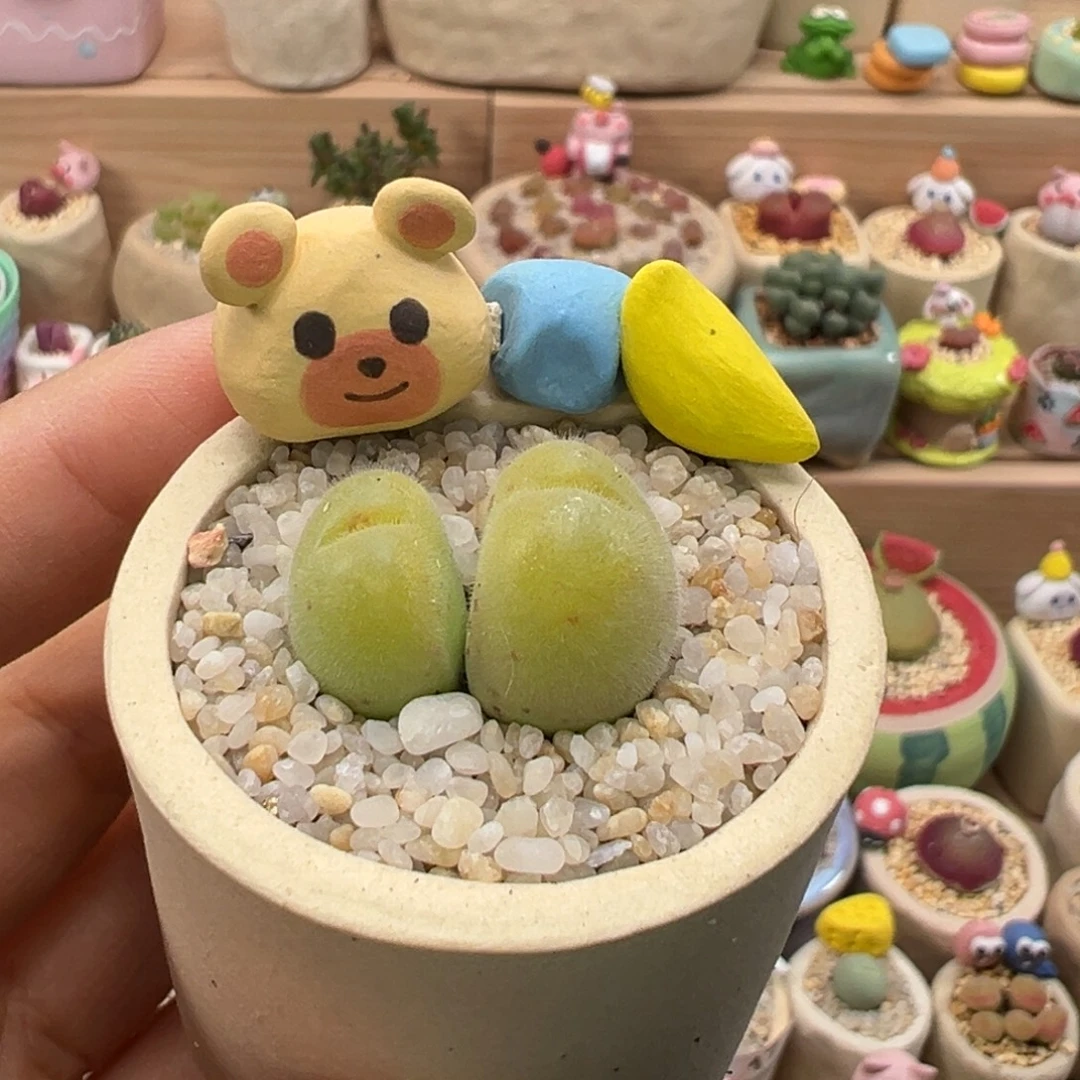 多肉植物89号毛翠滴