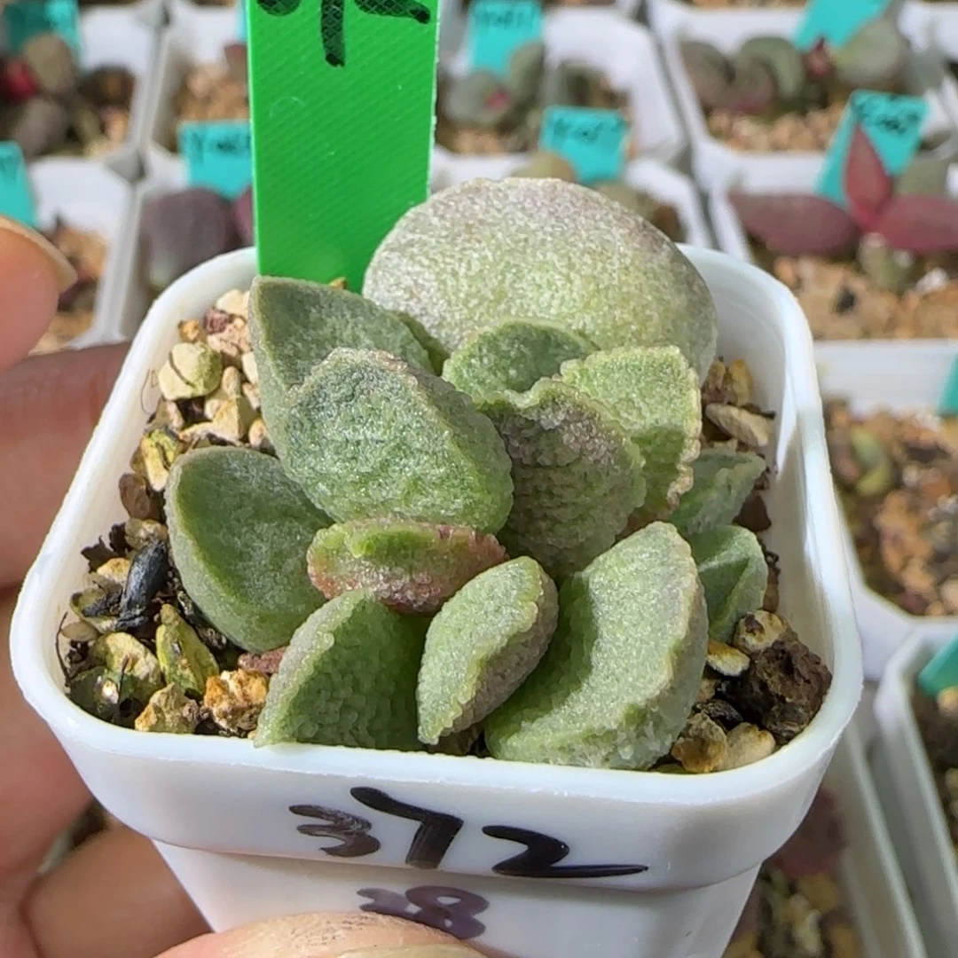 编号372底叶插，四方盆发