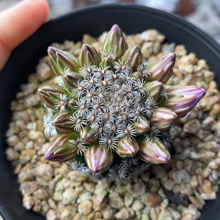 煦***生克氏丸       实生根