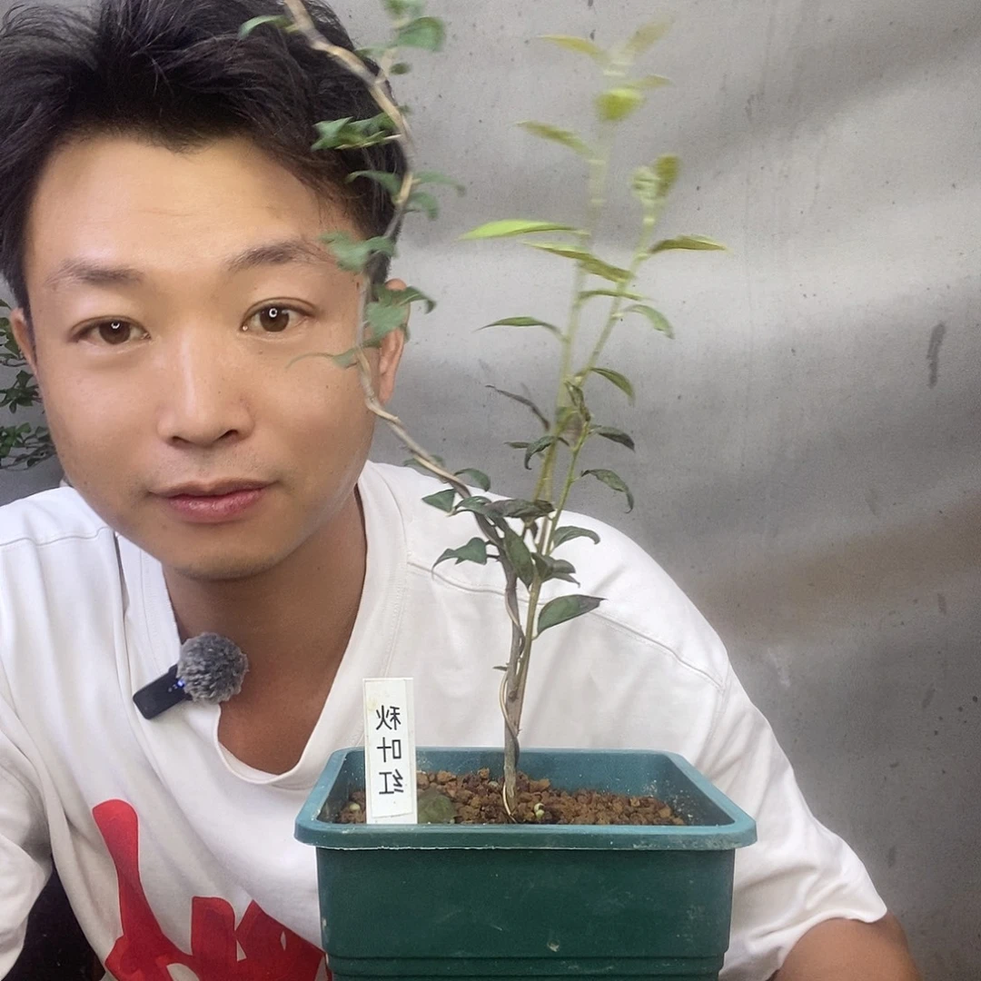 无花朵老鸦柿秋叶红大苗