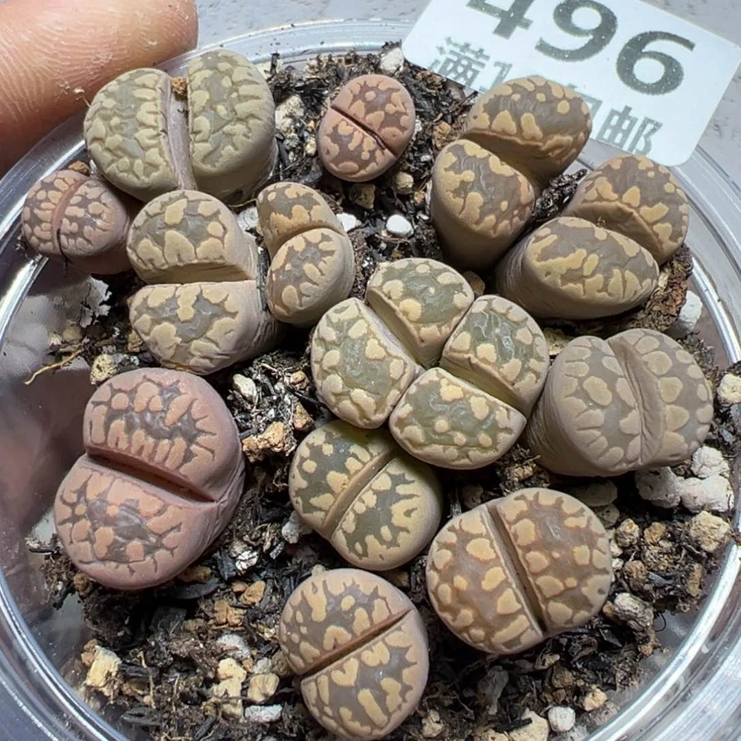 【闪购商品】 496。