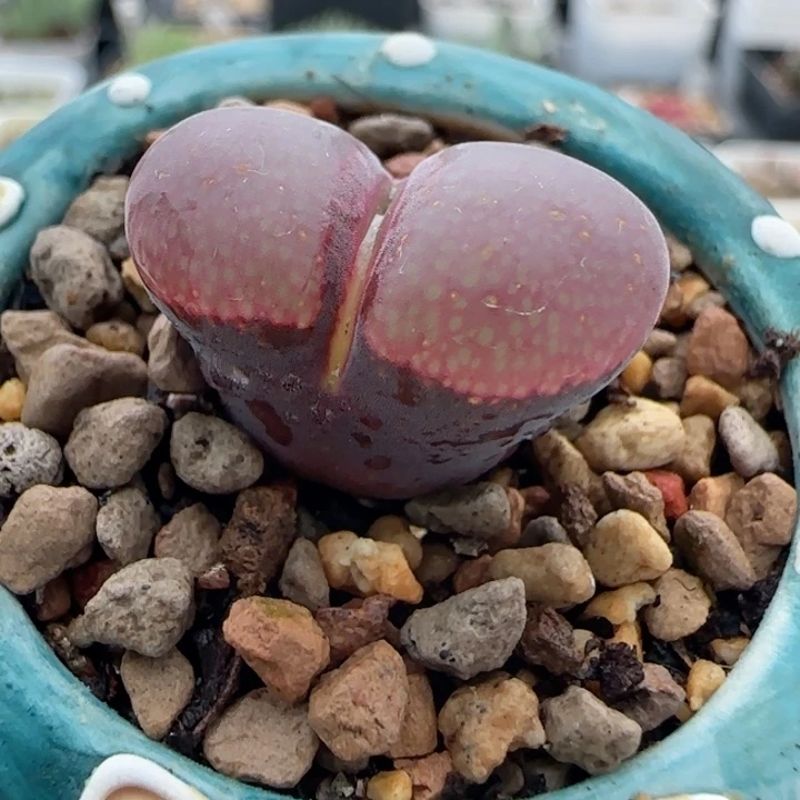 多肉植物红宝石原株风铃57号