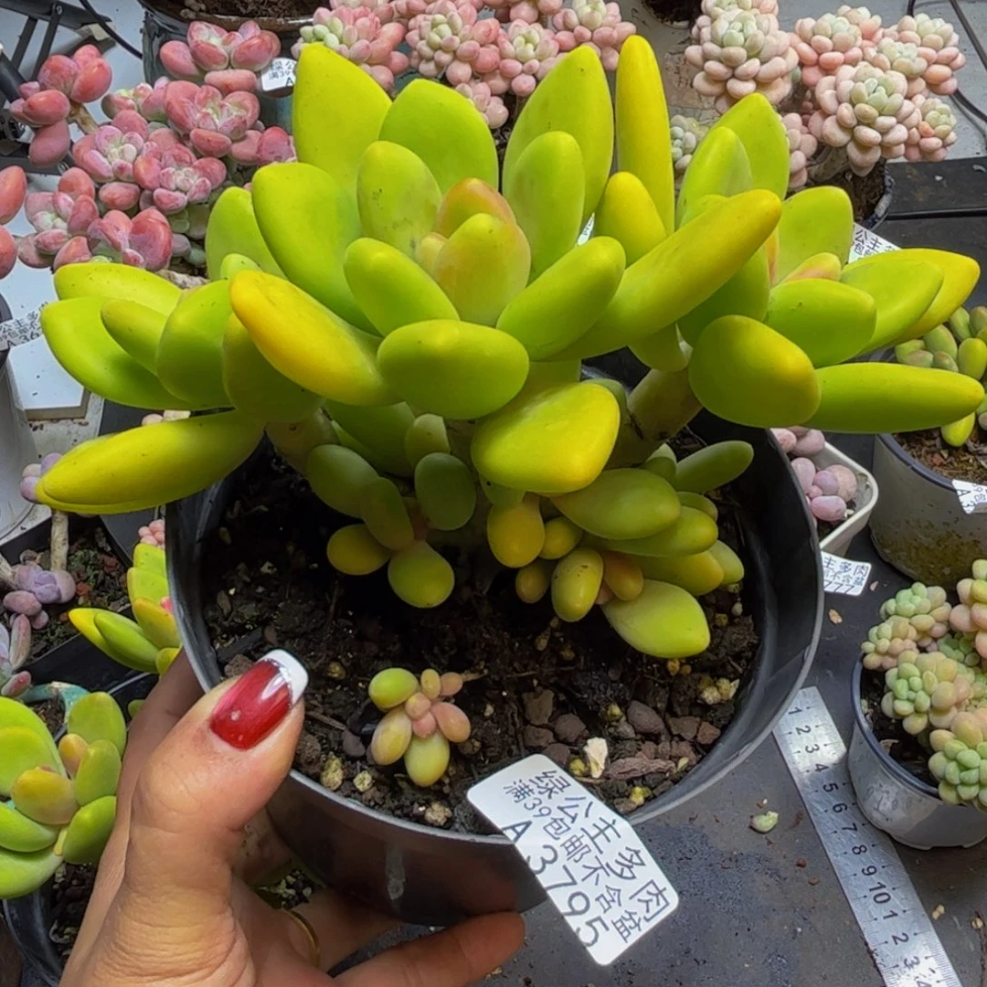 子***陌芒果奶酪3695/14cm多肉