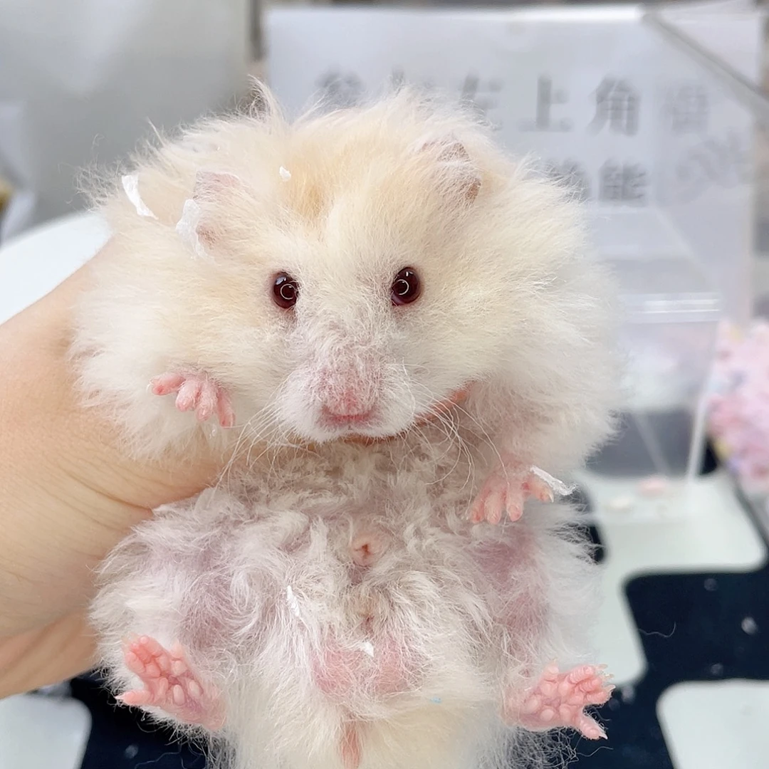 卷毛蜜波弟弟 5.27生日 9