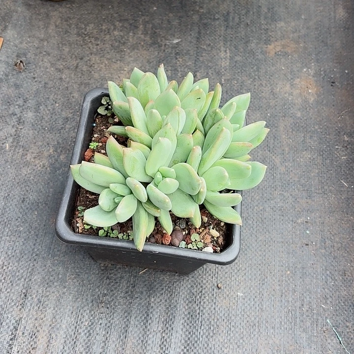 一物一拍多肉植物62号