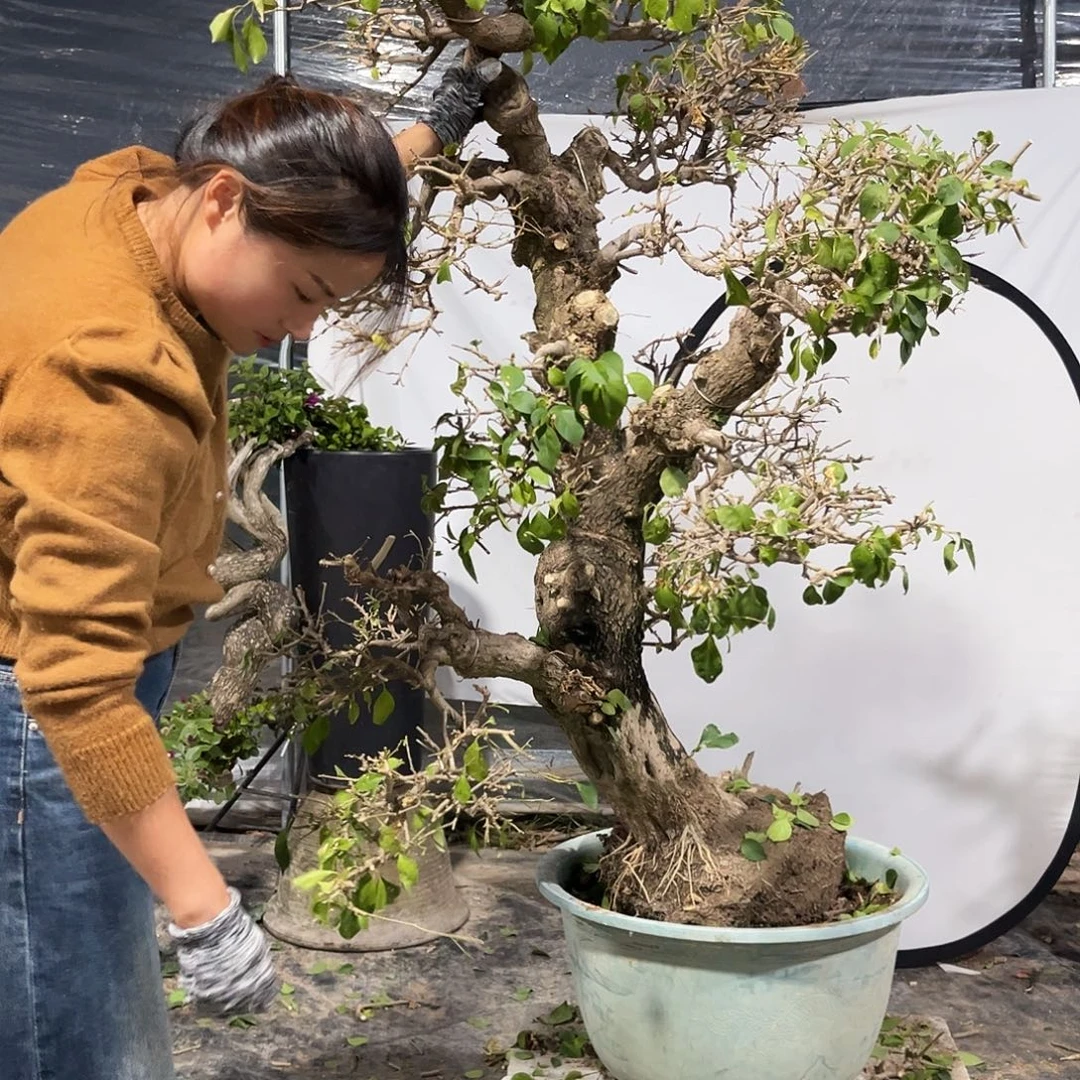 无花朵三角梅小叶紫盆景素材
