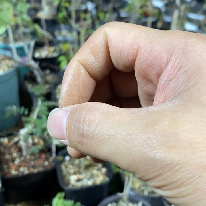 b***㍿卡派脆丝带盆土发货