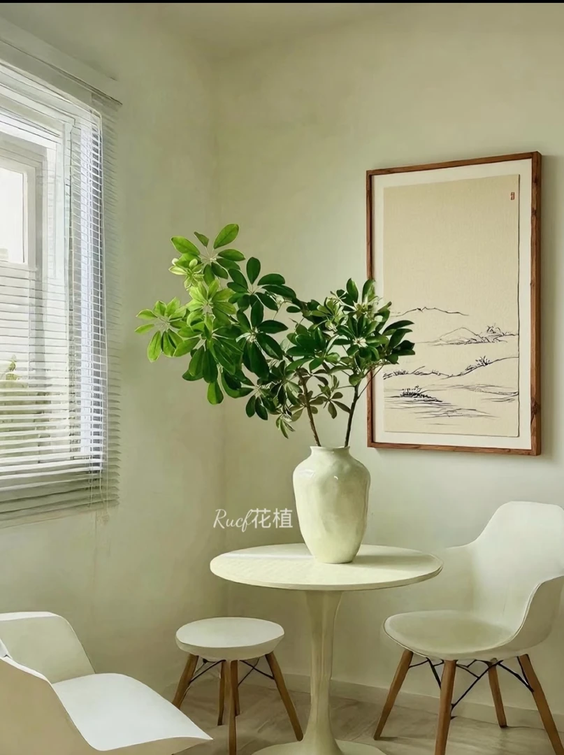 水培鸭脚木鹅掌财55-70cm室内好养绿植净化空气