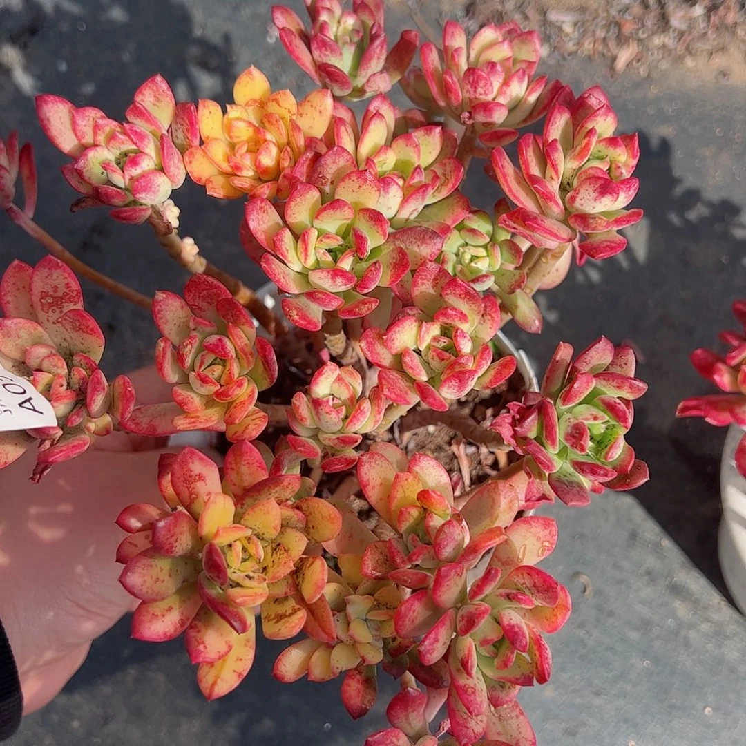 小叮当锦大盆整桩整群