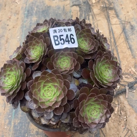 546黑魔不包断枝