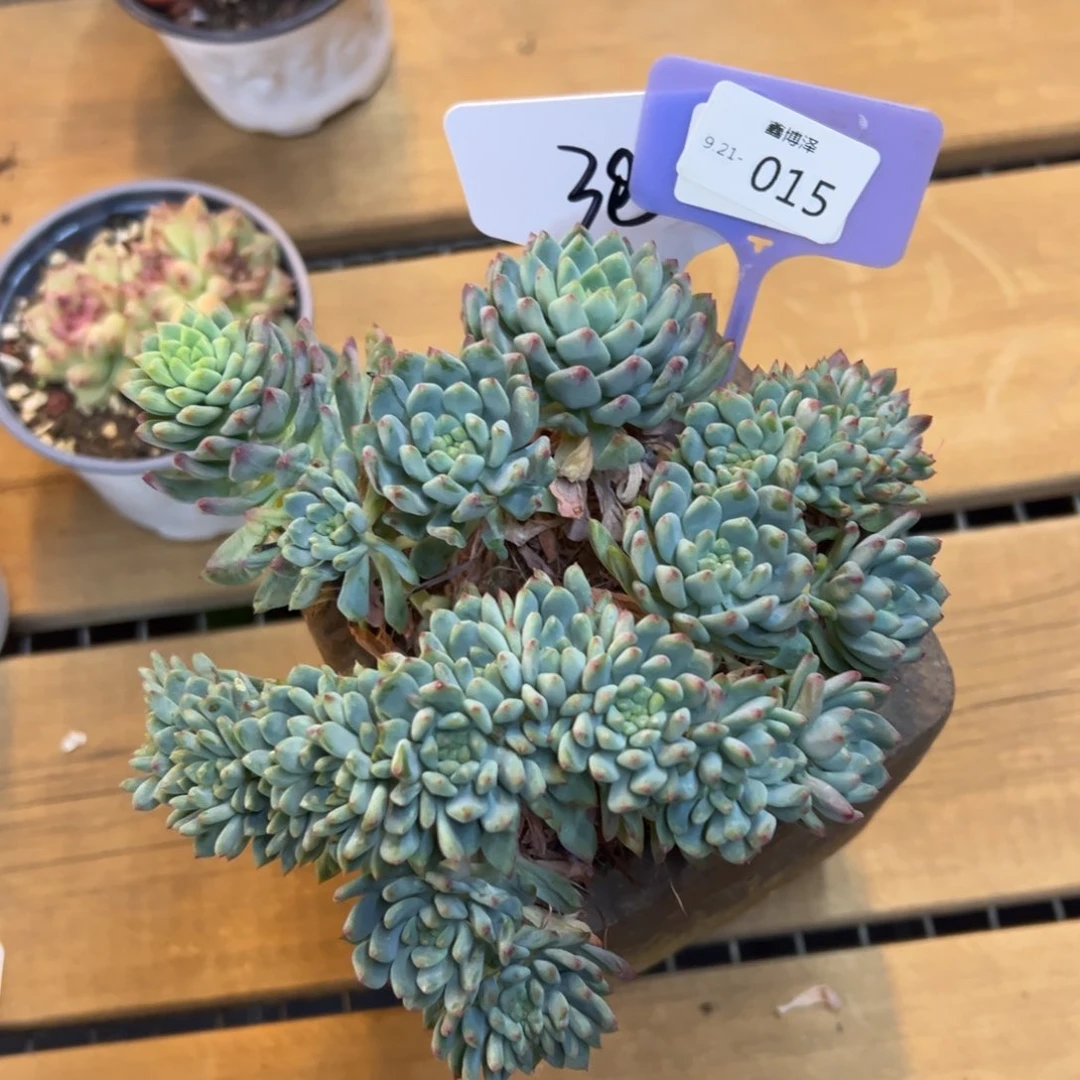 娇****龙定向9.21-015 不带盆