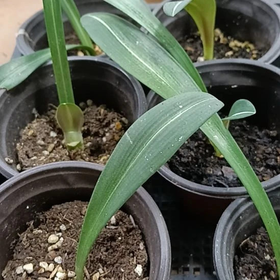 无花朵原白1-2发一个