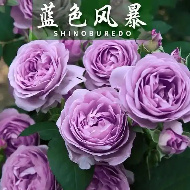 蓝色风暴盆栽地栽月季花苗