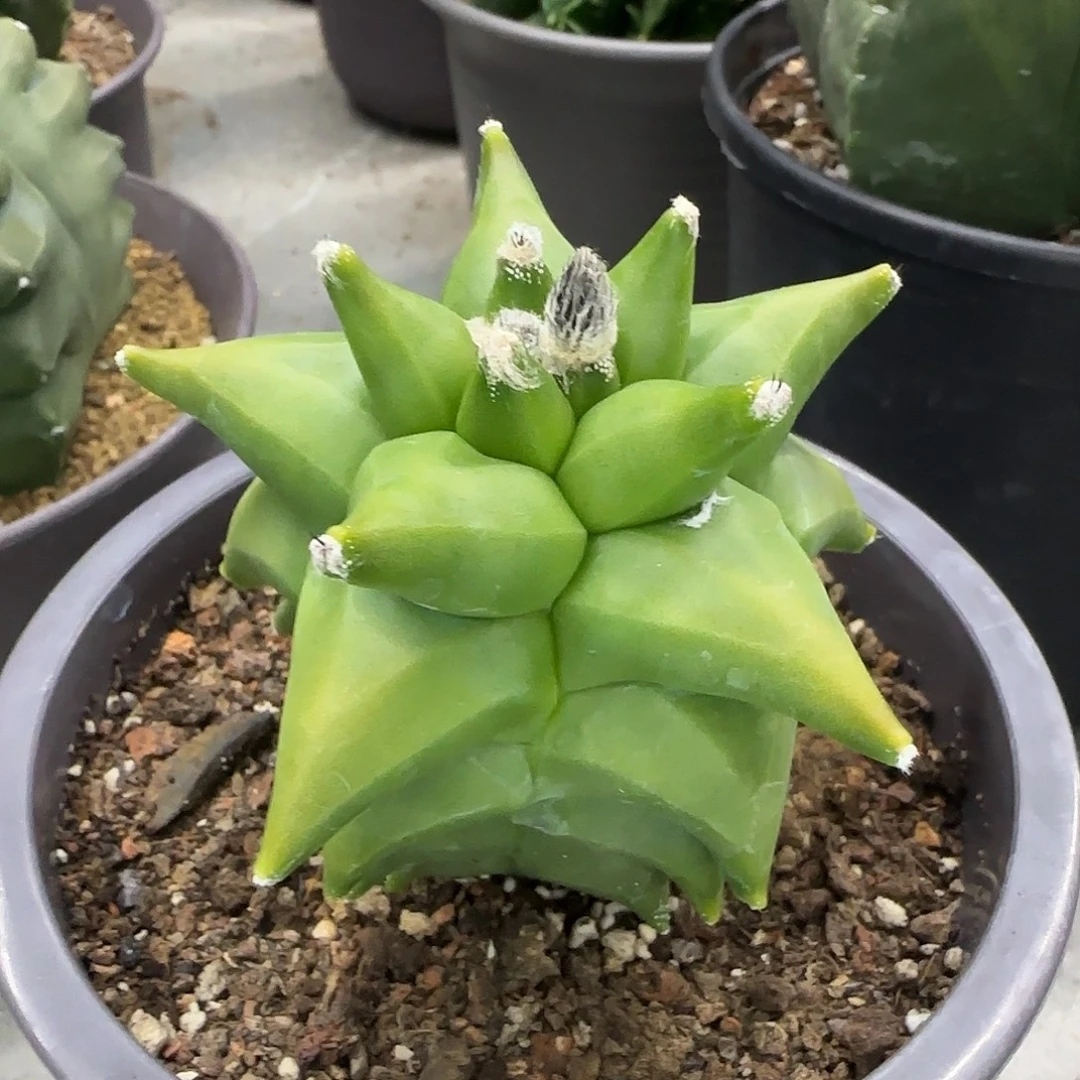 鸾凤玉角鸾凤玉实生001