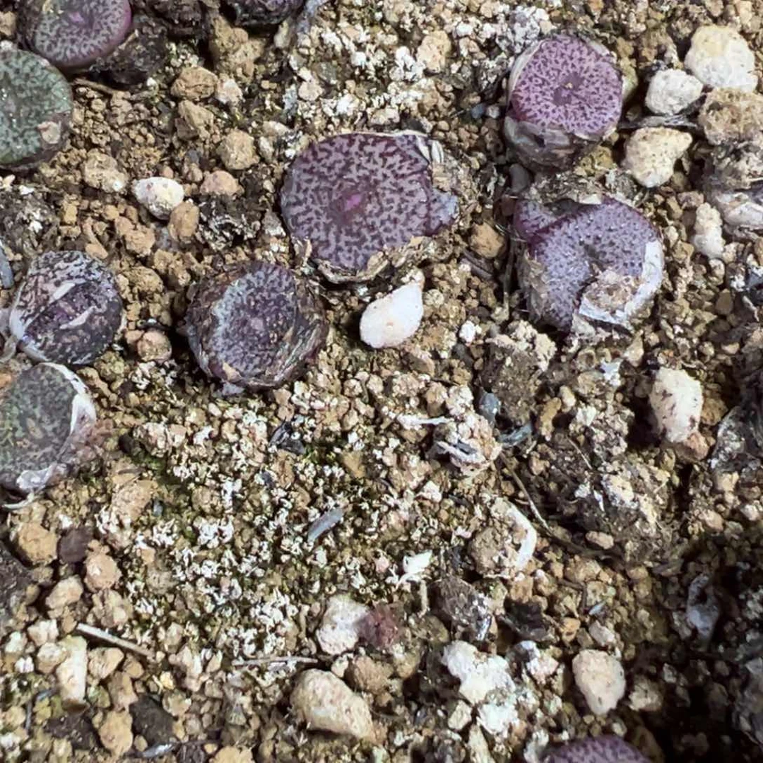 量拍密文安贞5颗。多肉