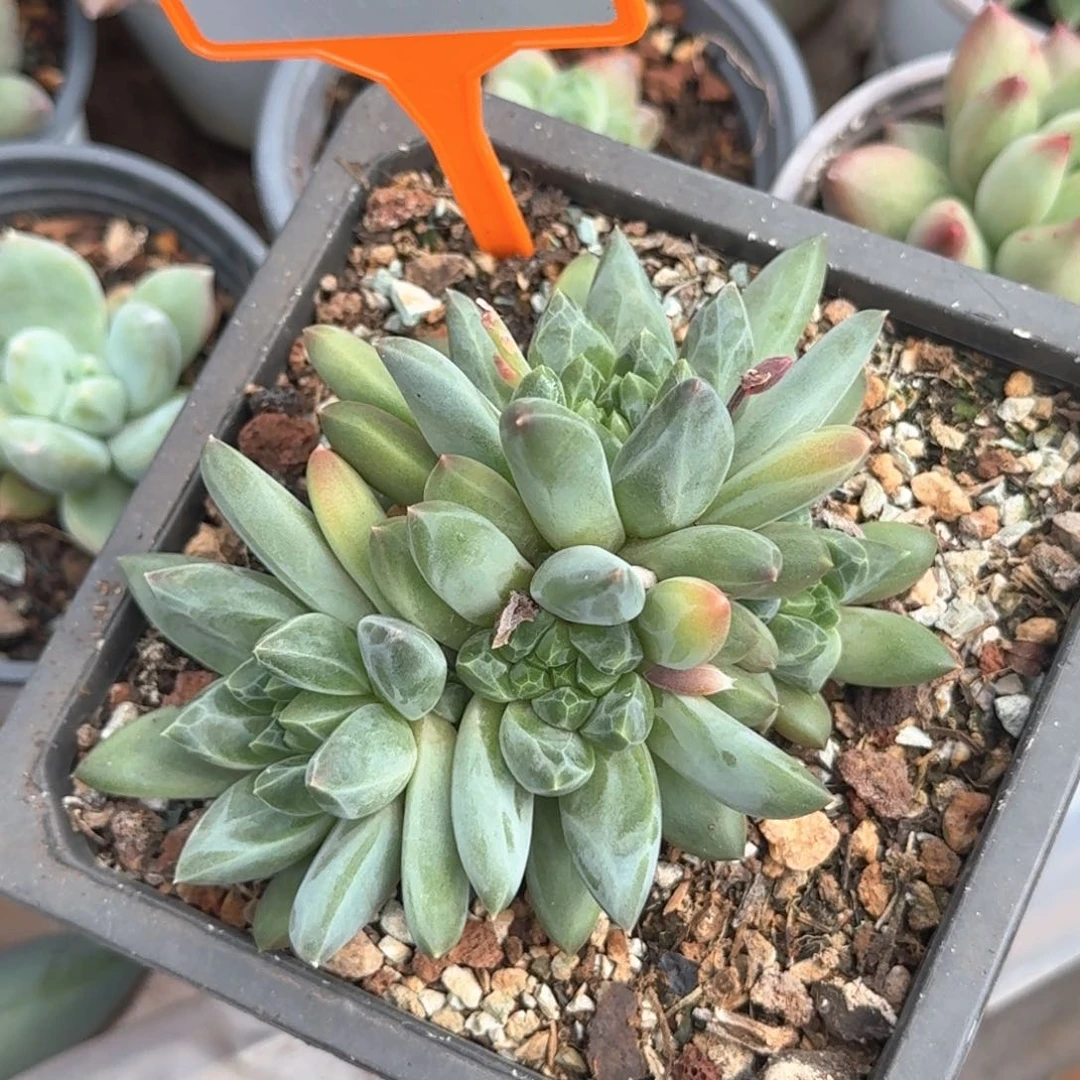 暗纹美人多肉植物445