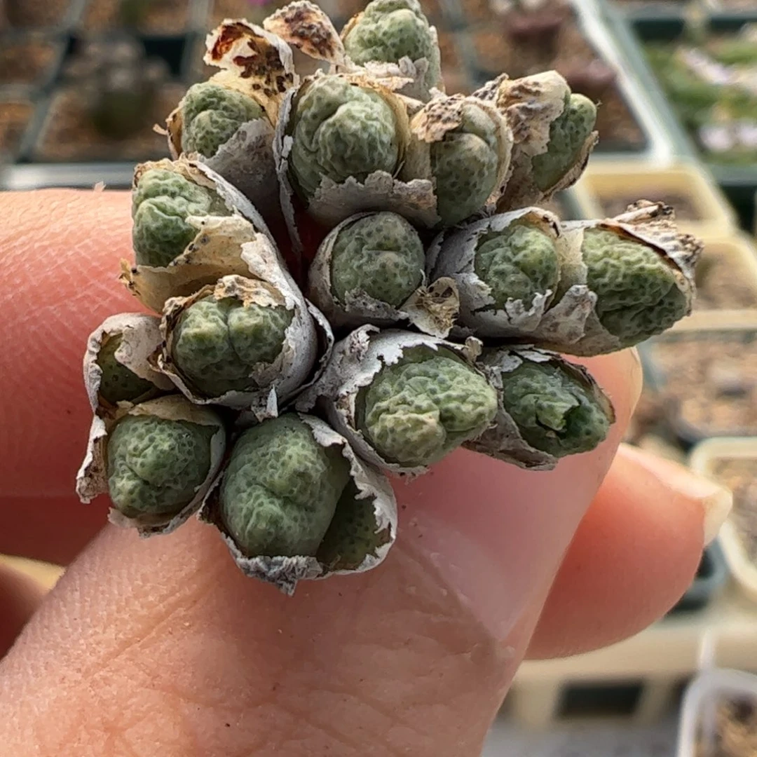 812 好看的多肉冲冲冲