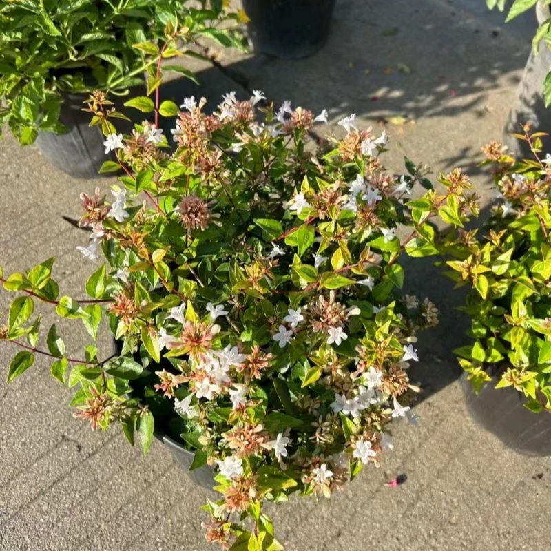 万花筒六道木盆栽耐寒耐热常绿多年生庭院阳台矮生灌木花镜