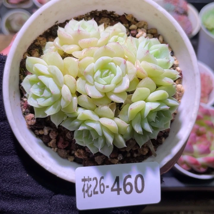 花利美26-460白天鹅