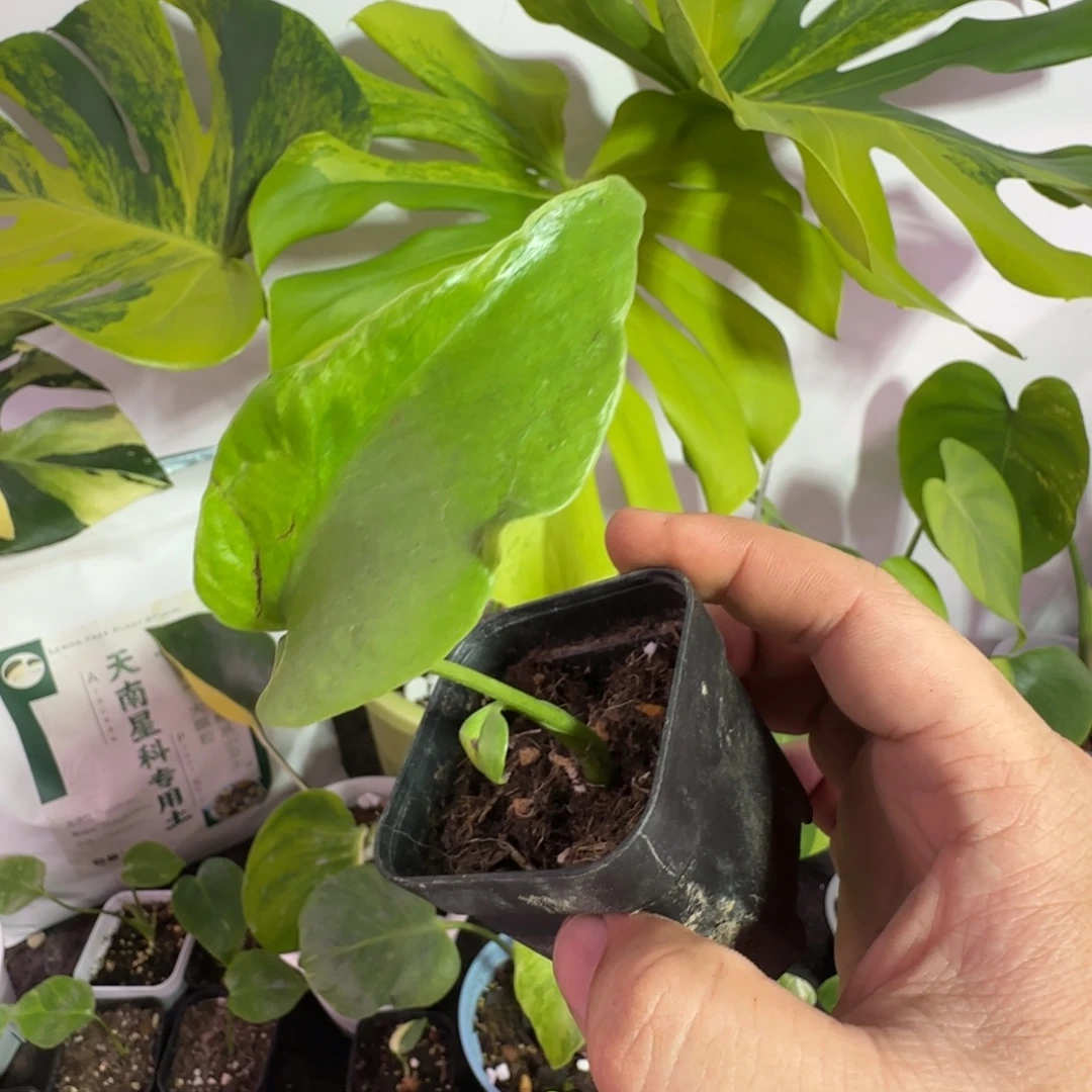 已***方完全开放龟背竹种子苗