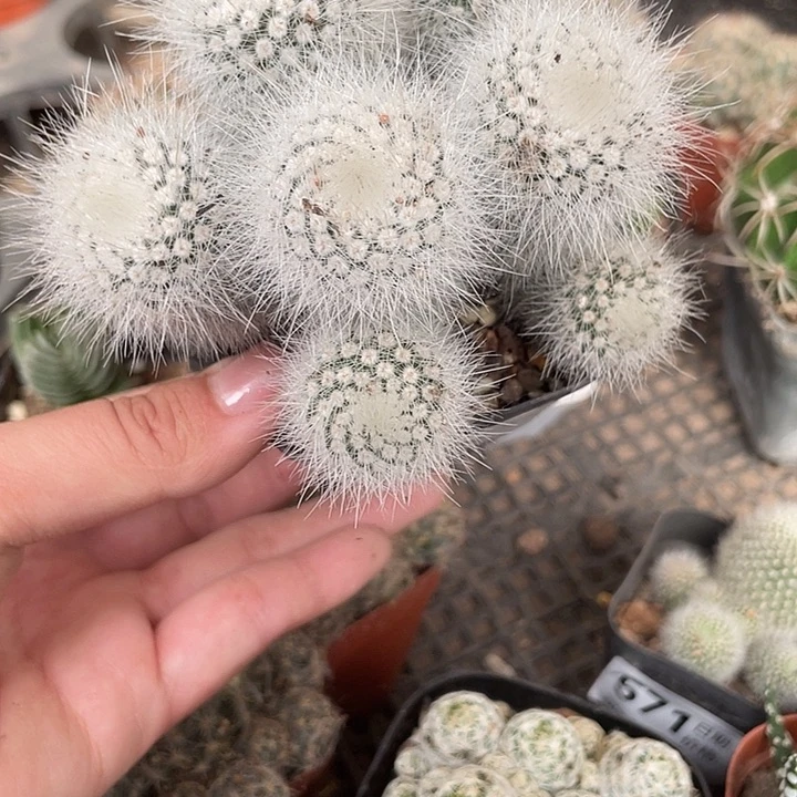 574仙人球开花植物