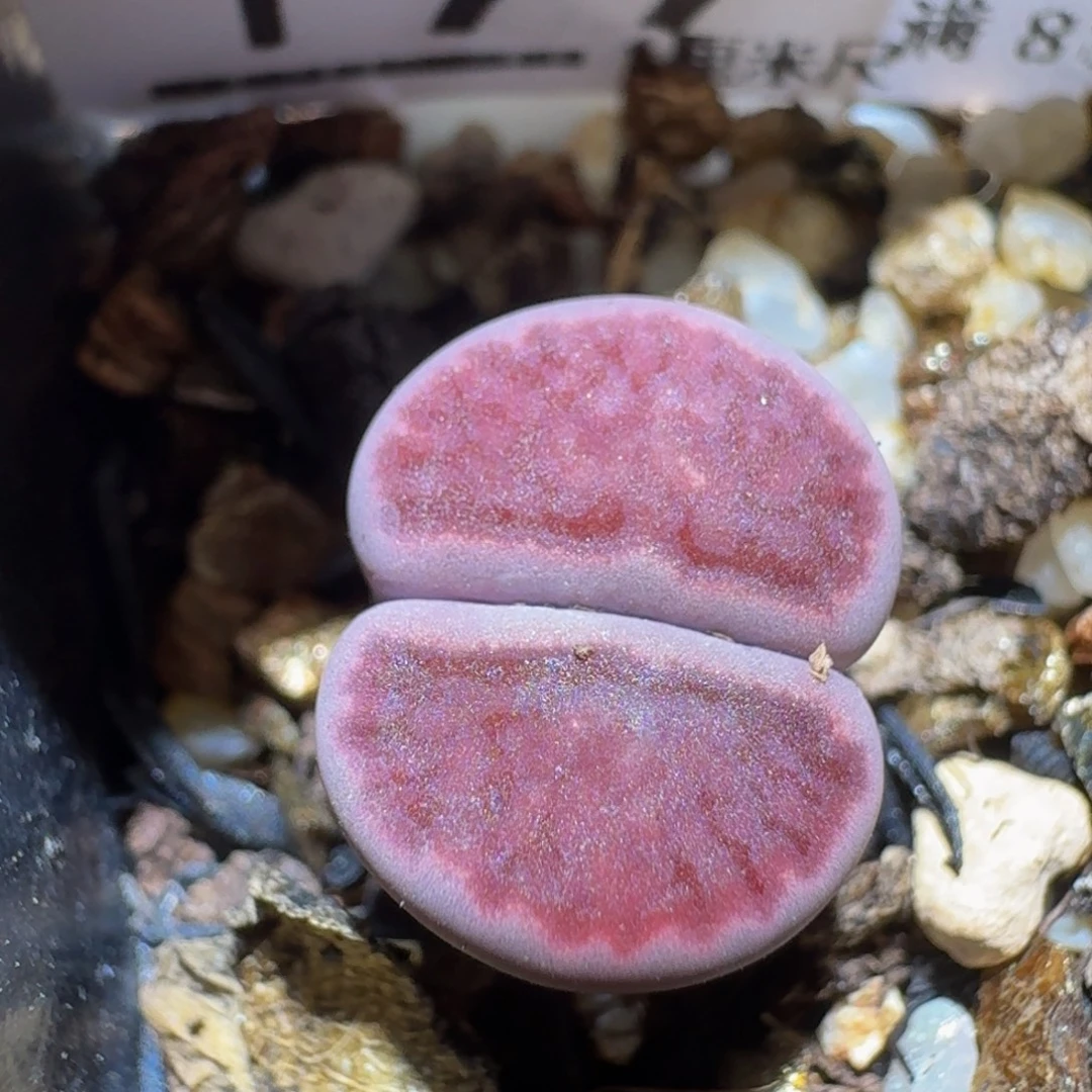 Ssss精品生石花199紫菊