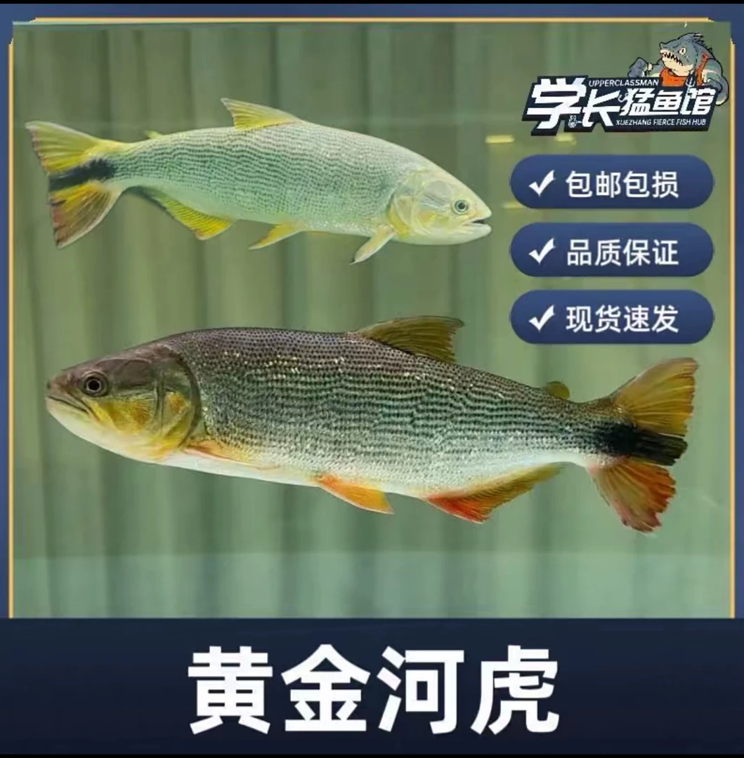 野生阿根廷黄金河虎好养好看耐活无需打氧热带鱼观赏鱼猛鱼