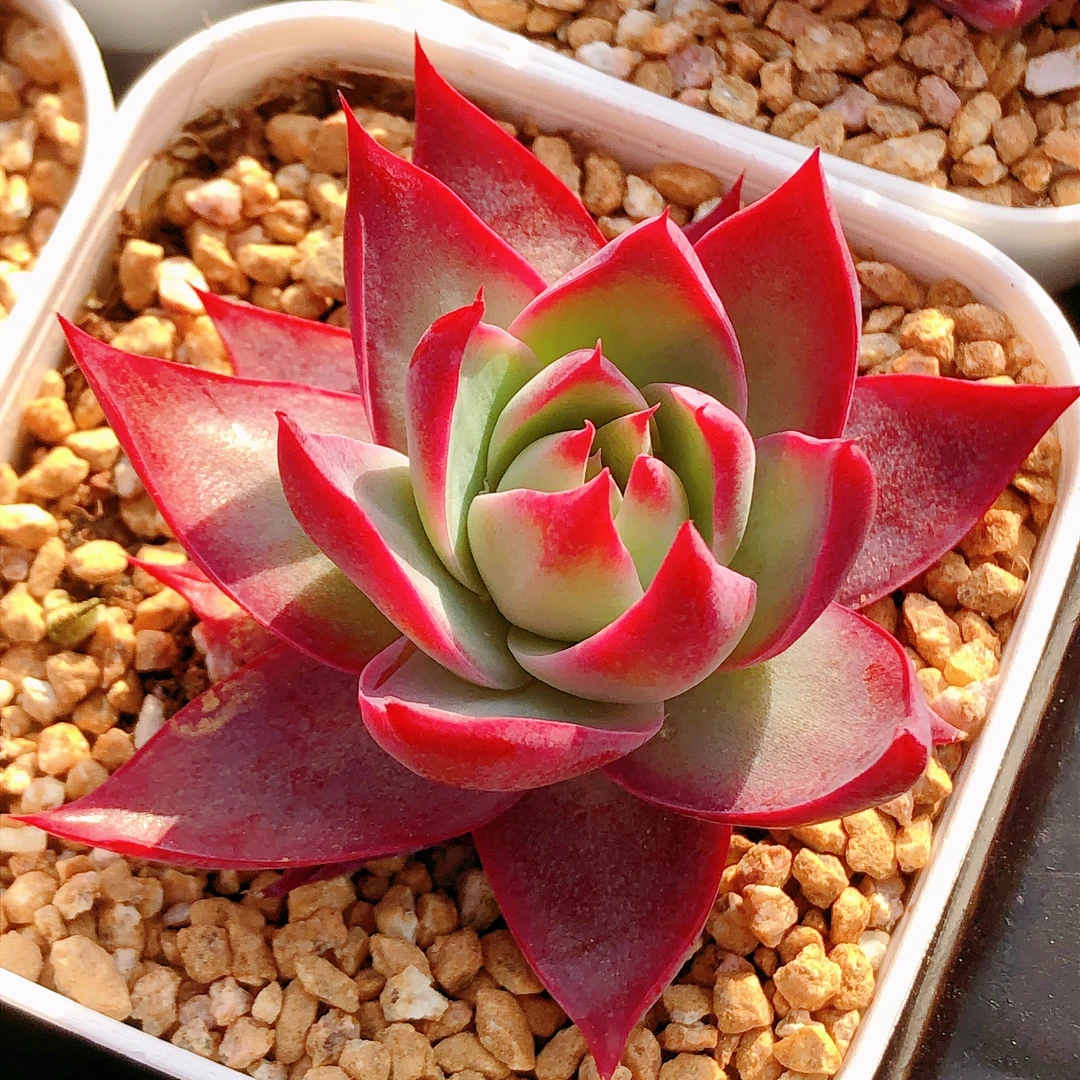 多肉植物  六方盆单头惊鸿仙子一颗（叶展4左右）满28包邮空气具体