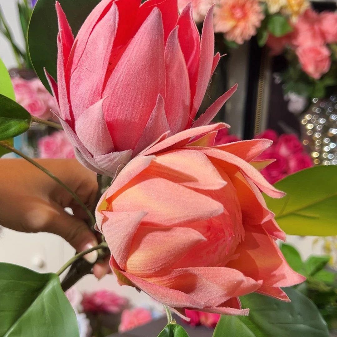 2枝混色帝王花。