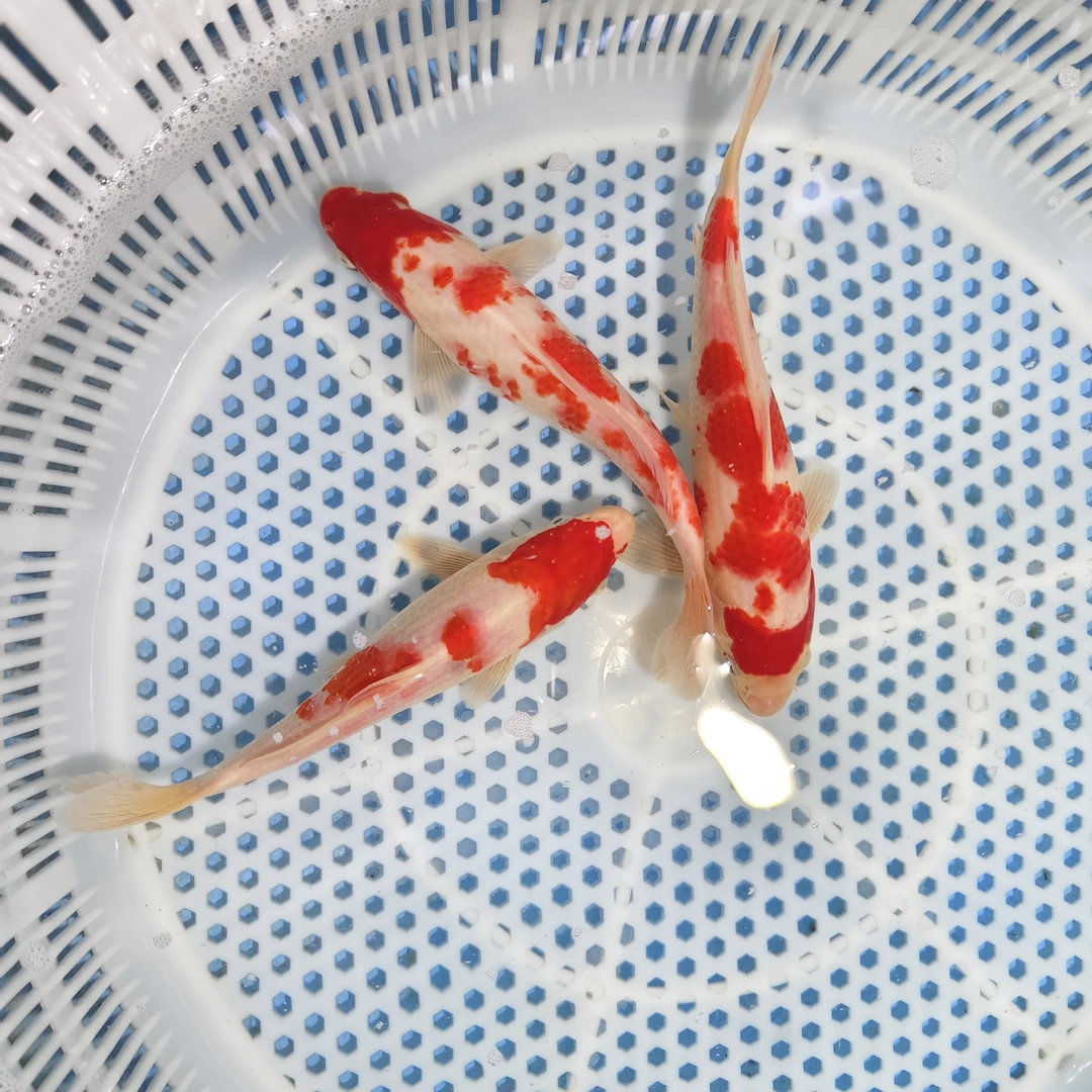 【精品红白锦鲤】15-17cm3条锦鲤冷水鱼 包邮