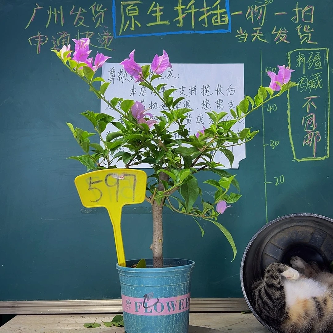 当前无花栽培后可以开花  巴西紫  粗杆  597