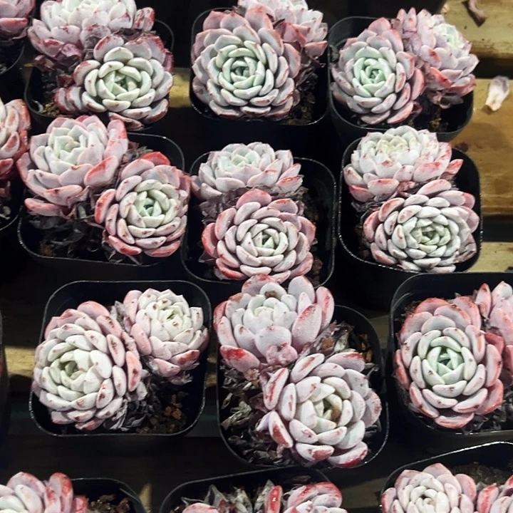 拉菲            福利多多