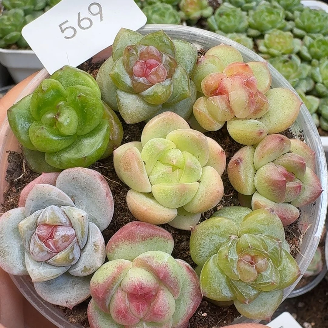 一物一拍一物一拍917-569
