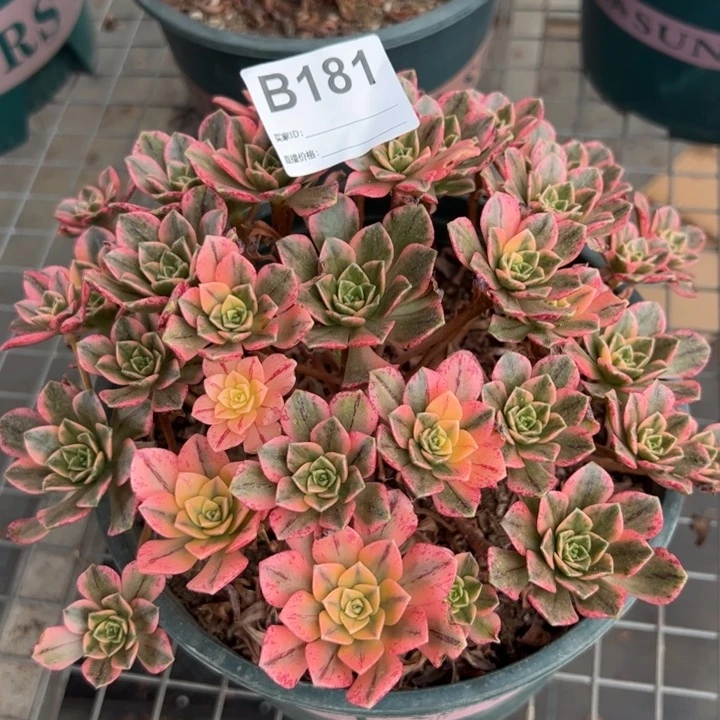 181甜茶20厘米左右